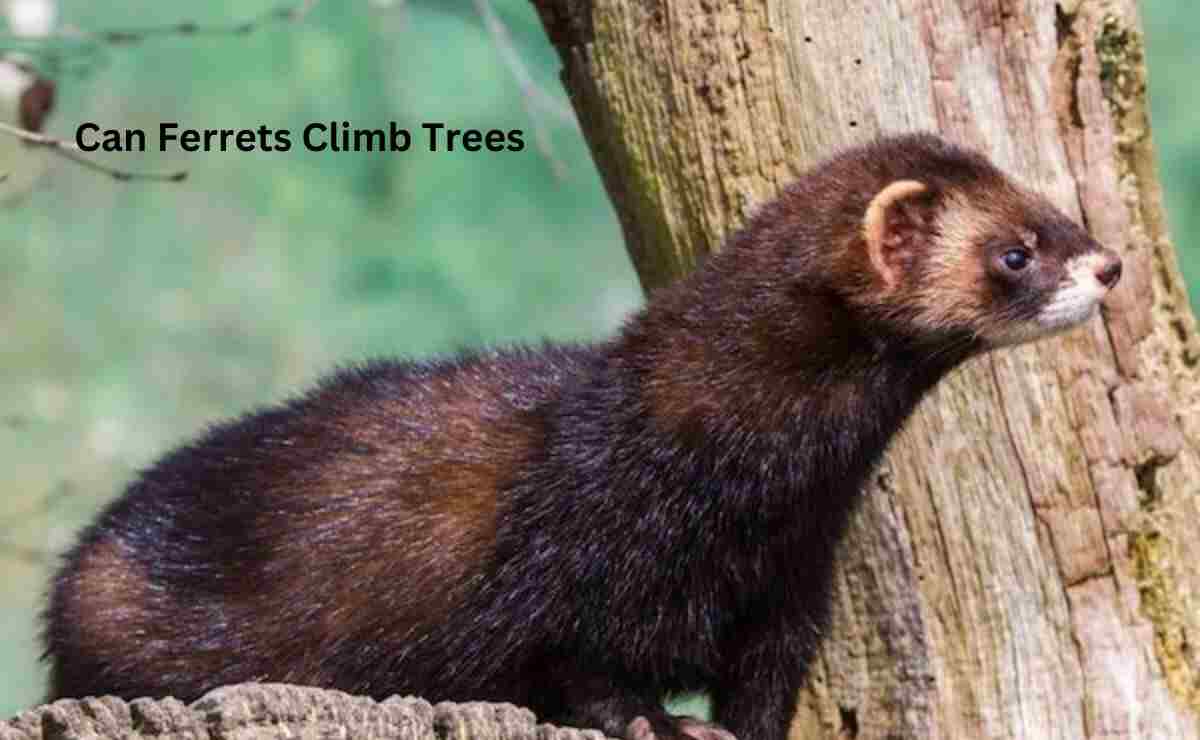 Can Ferrets Climb Trees