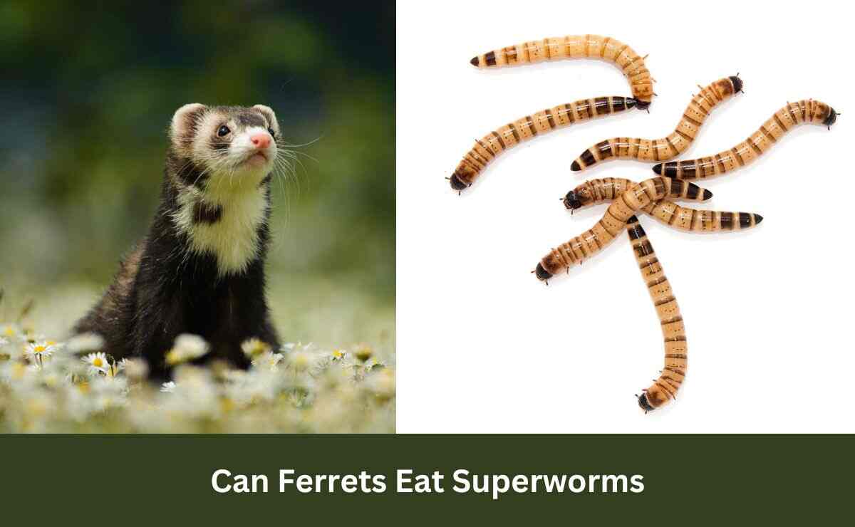 Can Ferrets Eat Superworms