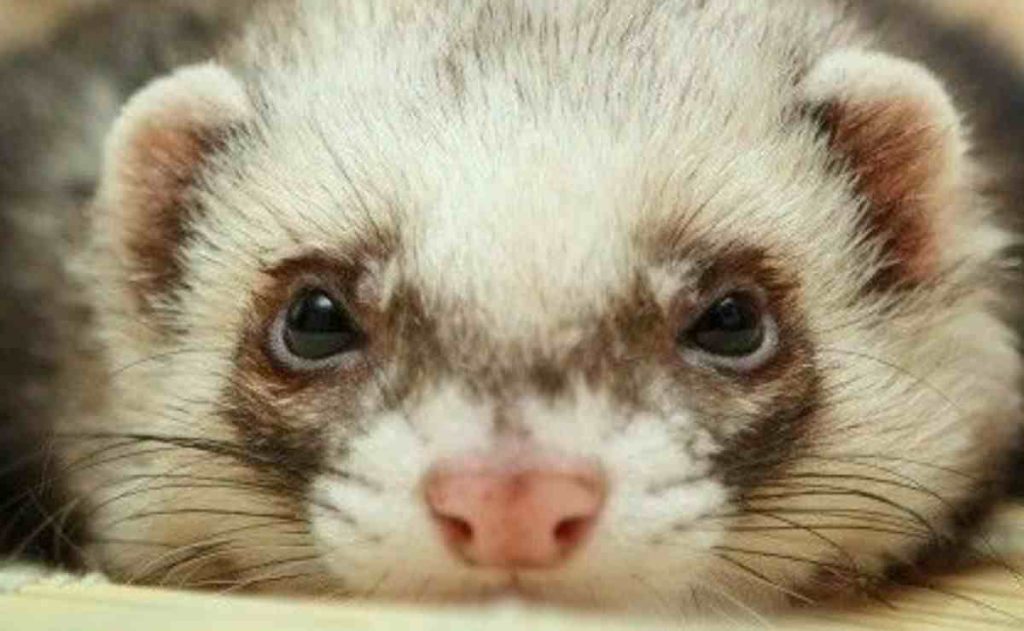 Can Ferrets See in The Dark