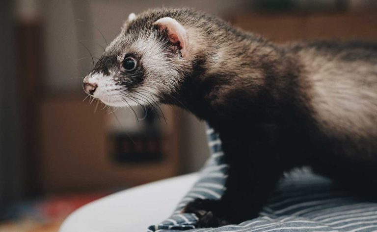 Can-Ferrets-See-in-The-Dark