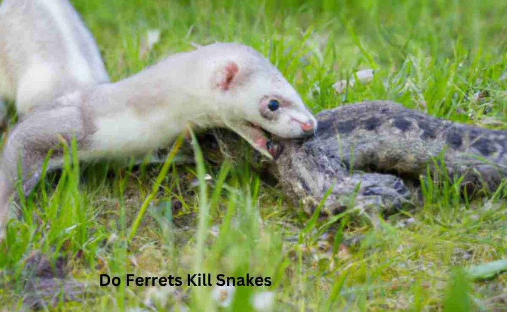 Do Ferrets Kill Snakes