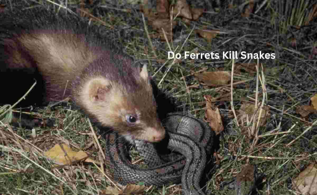 Do Ferrets Kill Snakes