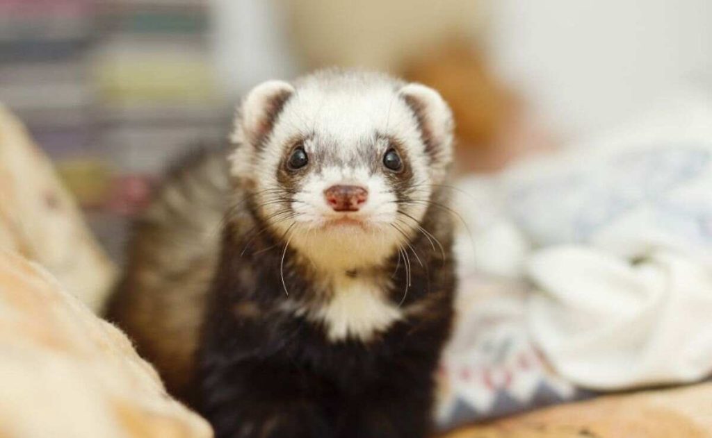 Do Ferrets See Color