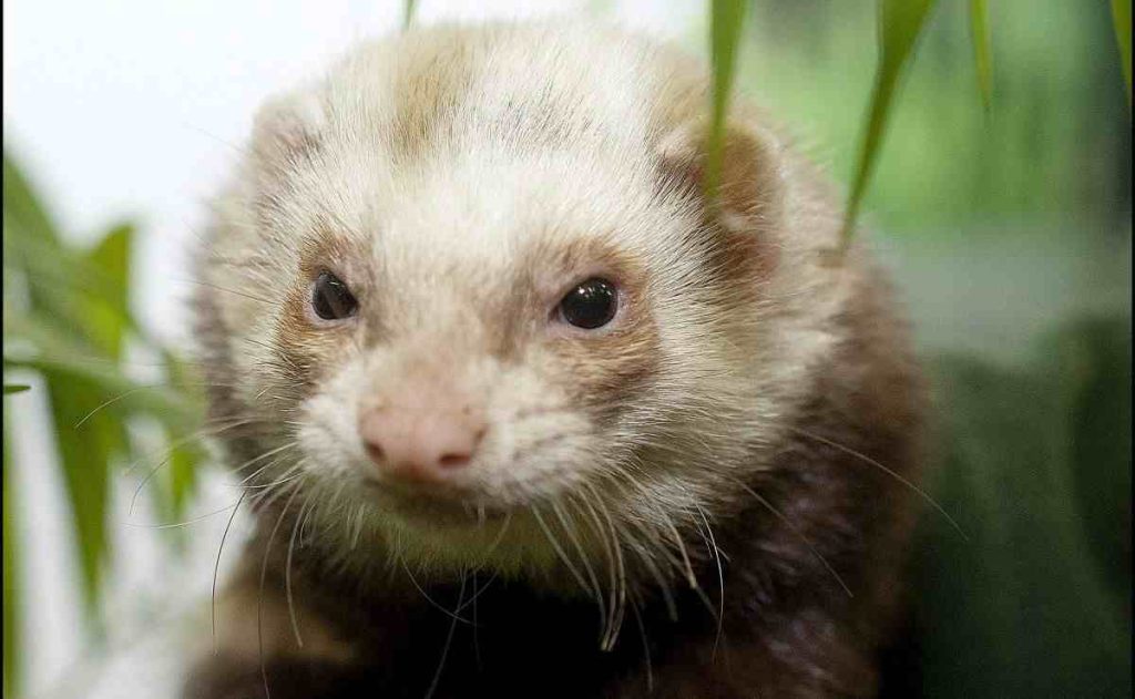 Do Ferrets See Color? Ferret Adviser