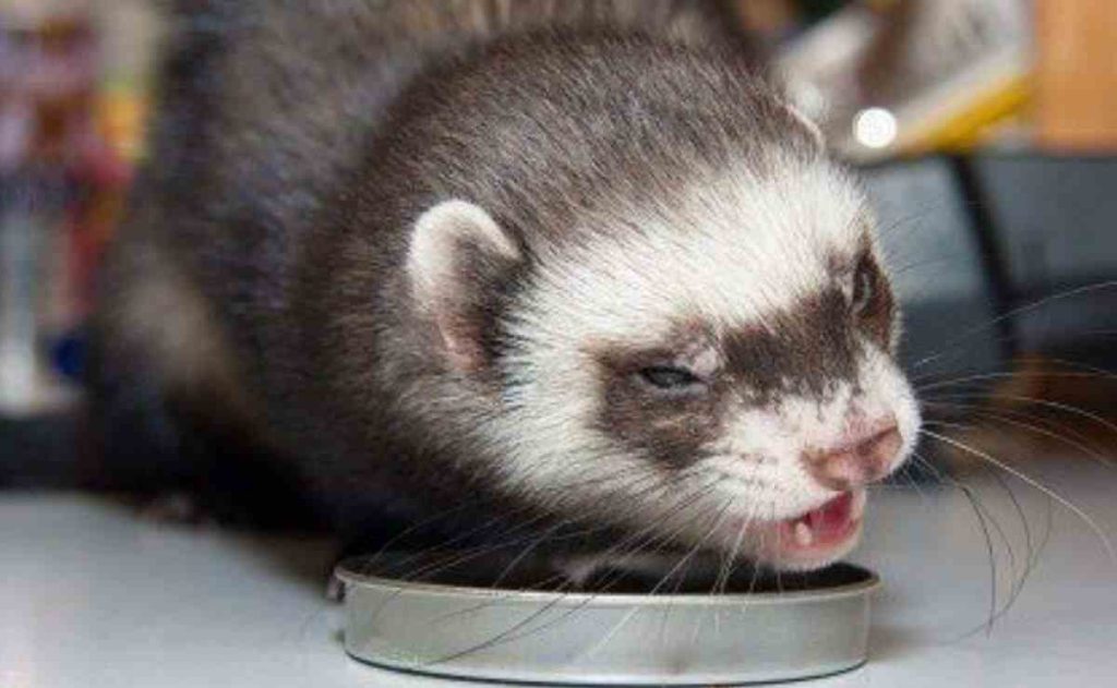 How Long Can A Ferret Go Without Food