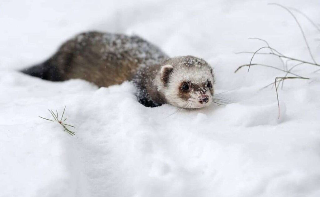 What Temperature is too Cold for Ferrets in Fahrenheit