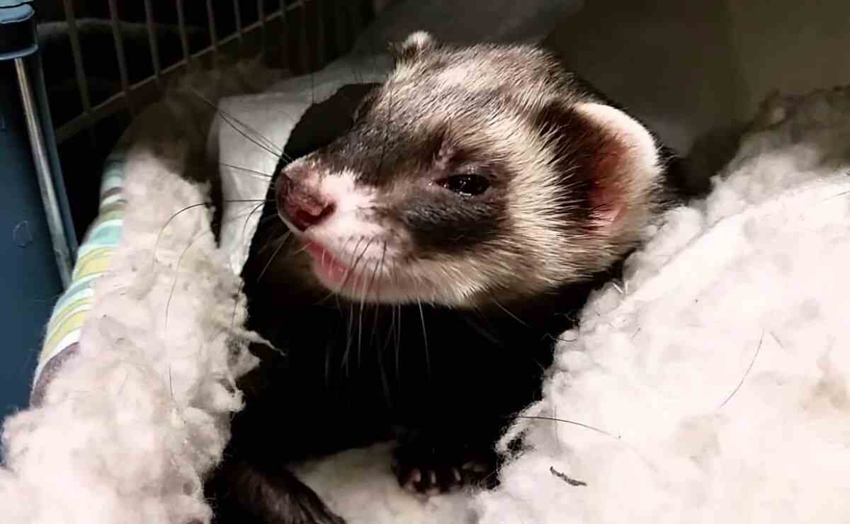 What Temperature is too Cold for Ferrets