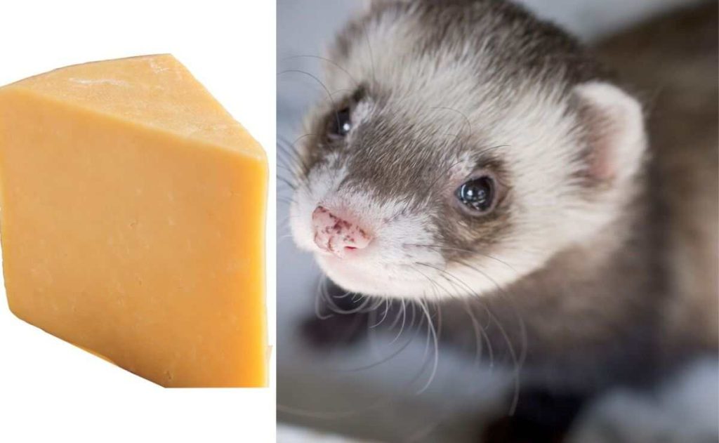Can Ferrets Eat Cheese