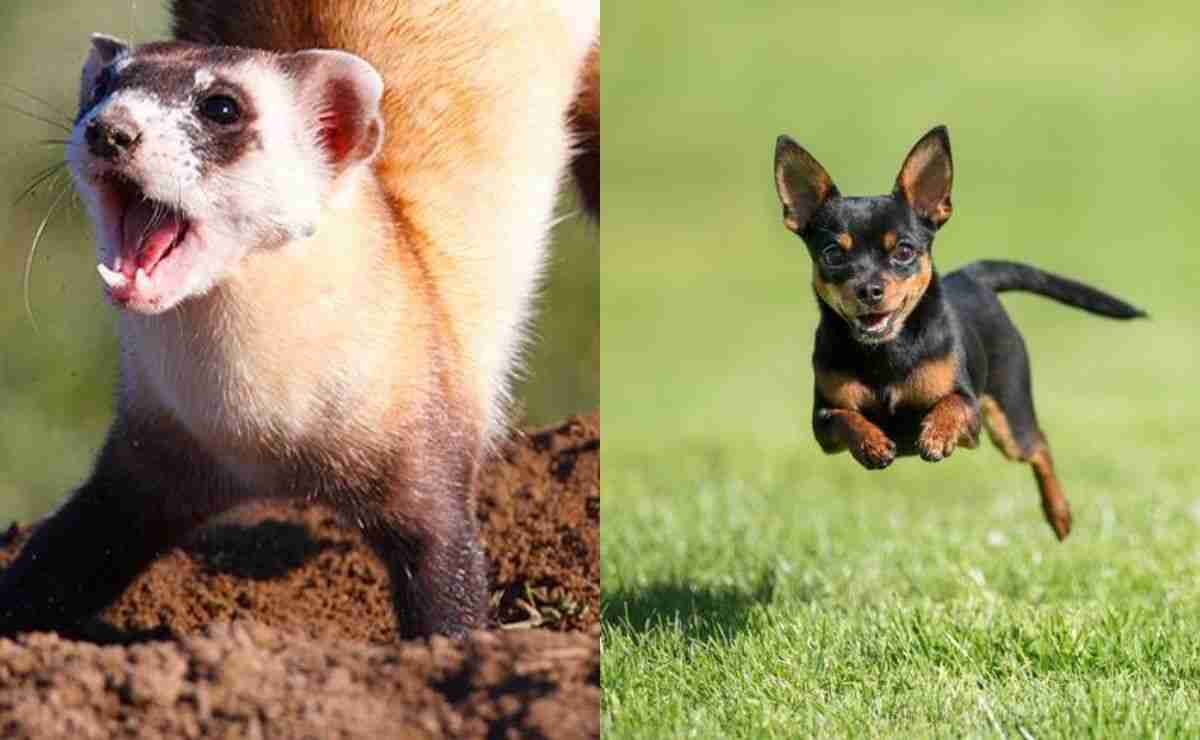 Can a Ferret Kill a Dog
