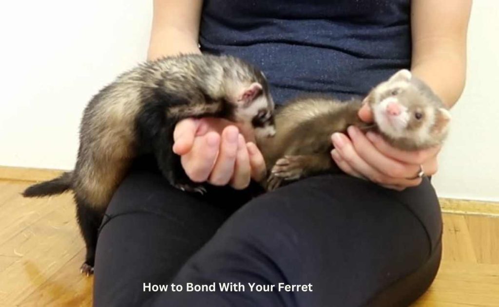 How to Bond With Your Ferret