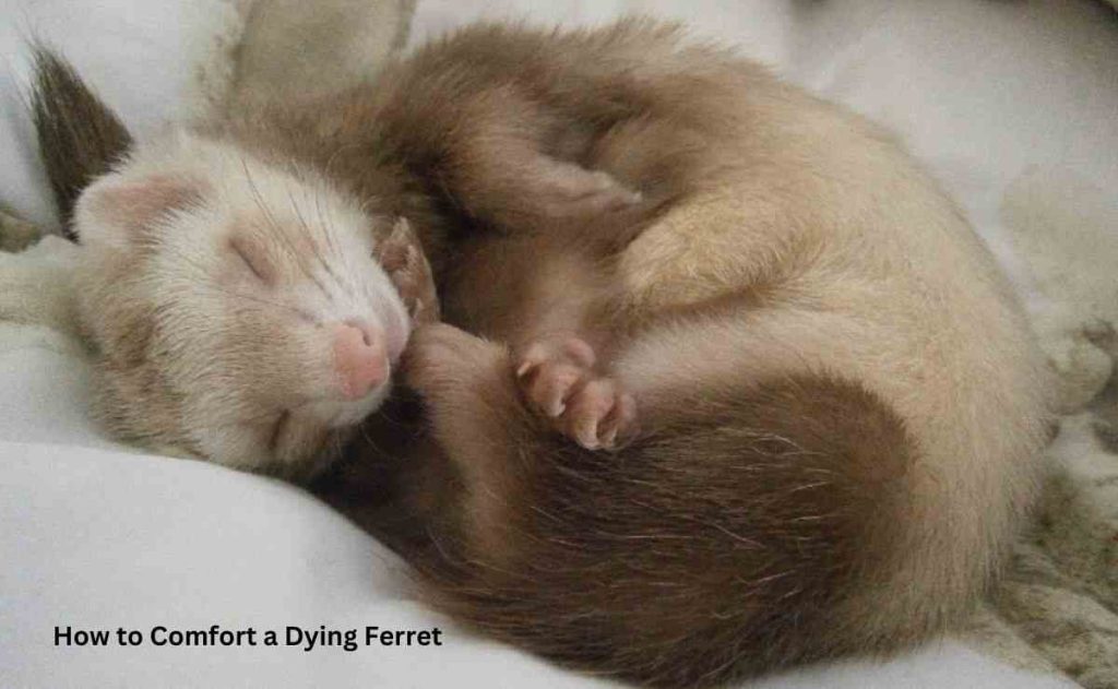 How to Comfort a Dying Ferret