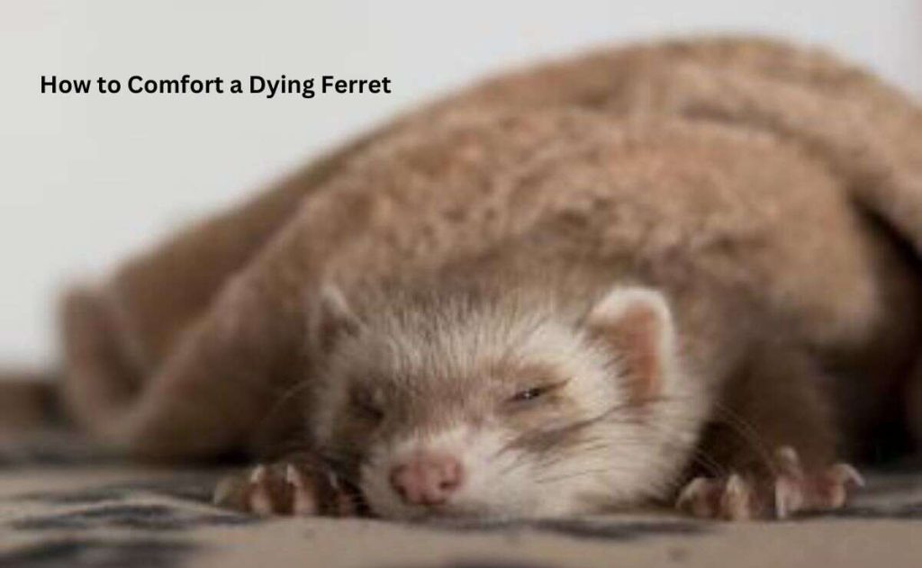 How to Comfort a Dying Ferret? Humanitarian Care Ferret Adviser