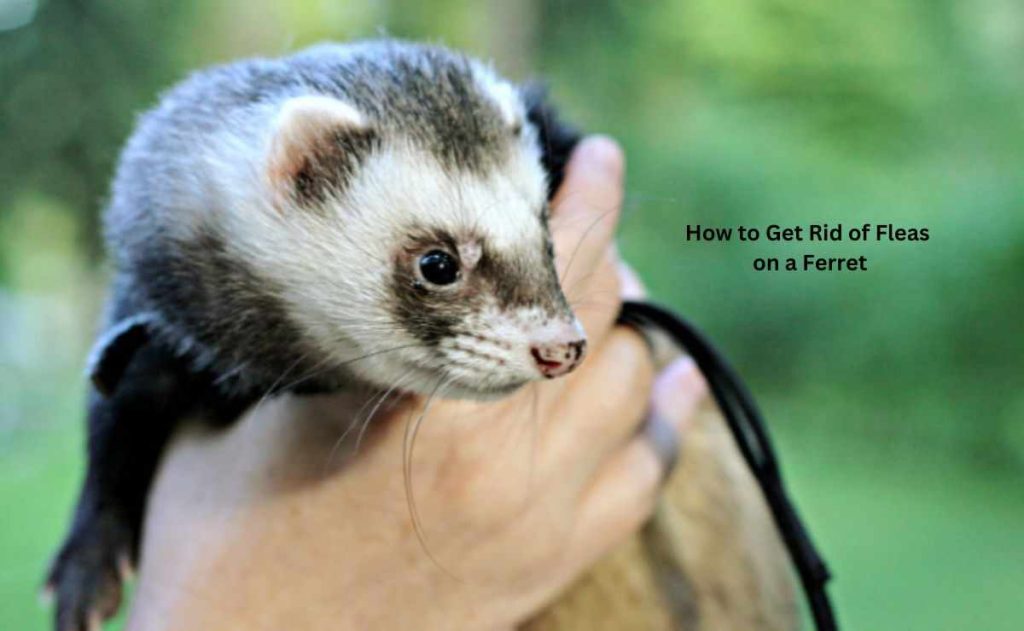 How to Get Rid of Fleas on a Ferret