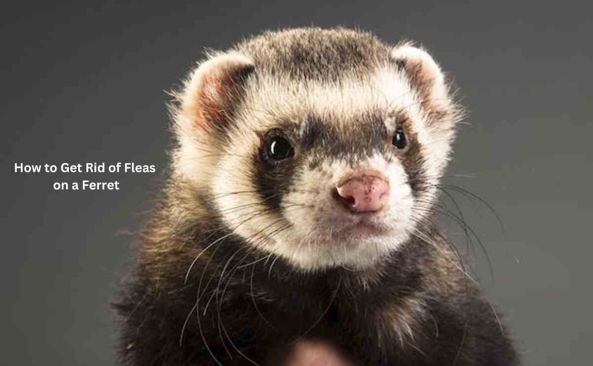 How to Get Rid of Fleas on a Ferret