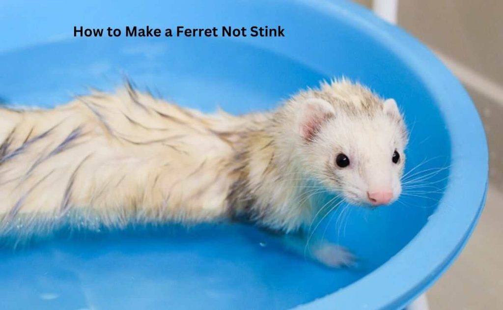 How to Make a Ferret Not Stink