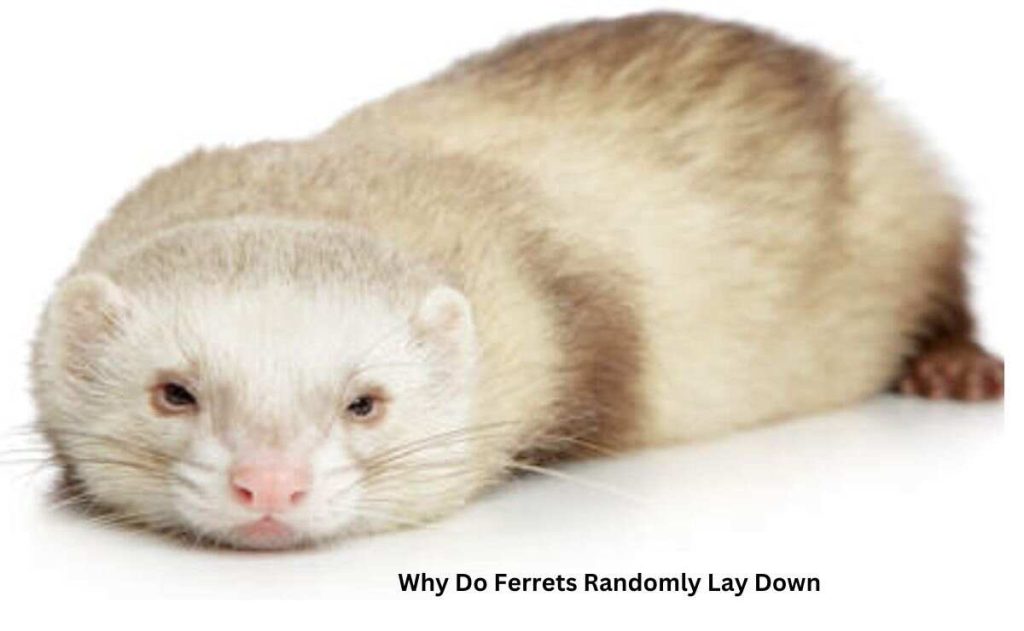 Why Do Ferrets Randomly Lay Down