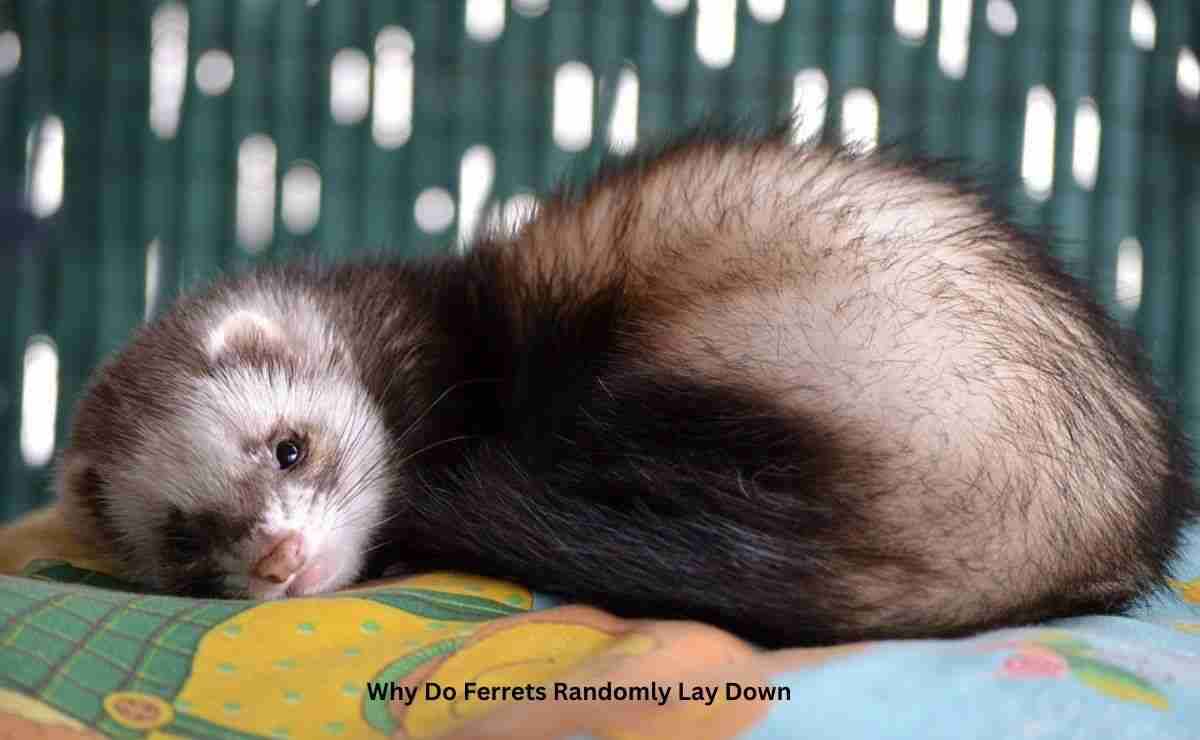 Why Do Ferrets Randomly Lay Down