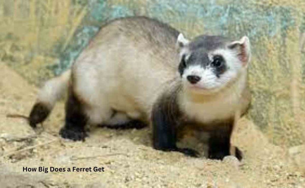 How Big Does a Ferret Get