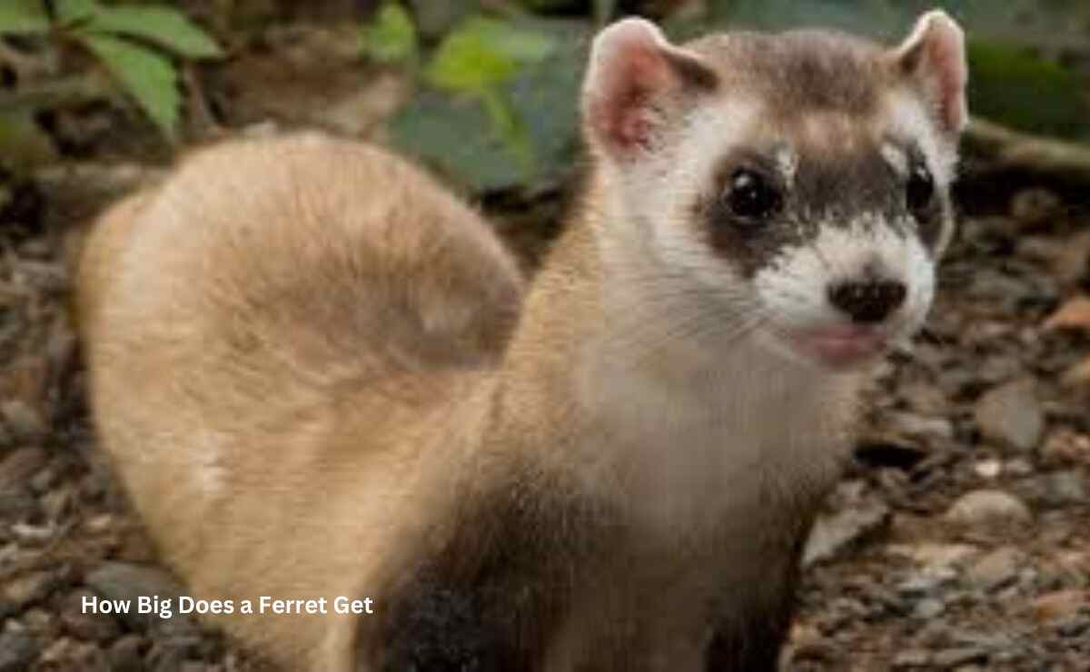 How Big Does a Ferret Get? Real Size to Know Ferret Adviser