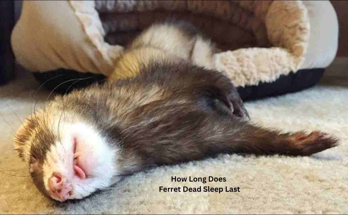 How Long Does Ferret Dead Sleep Last