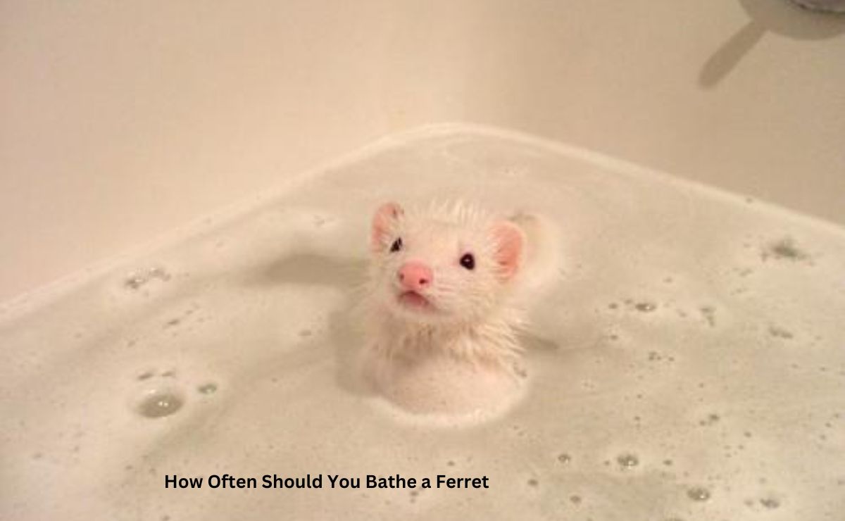 How Often Should You Bathe a Ferret