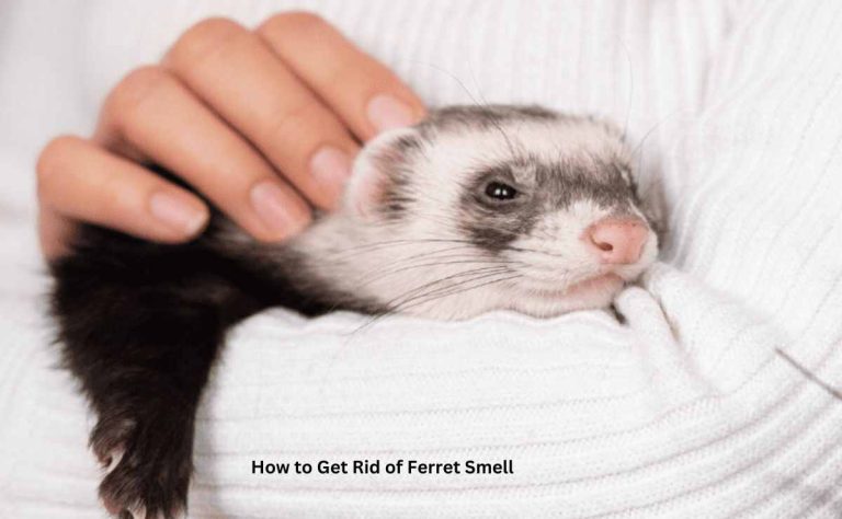 How to Get Rid of Ferret Smell