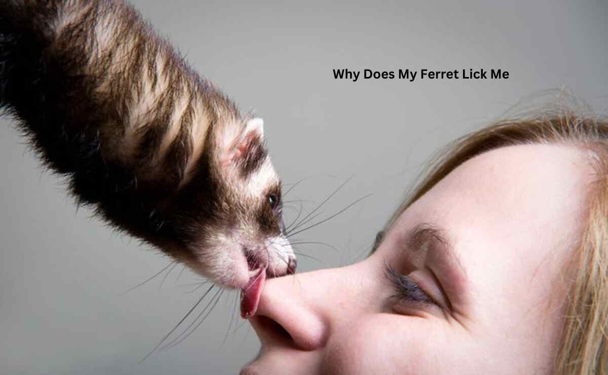Why Does My Ferret Lick Me