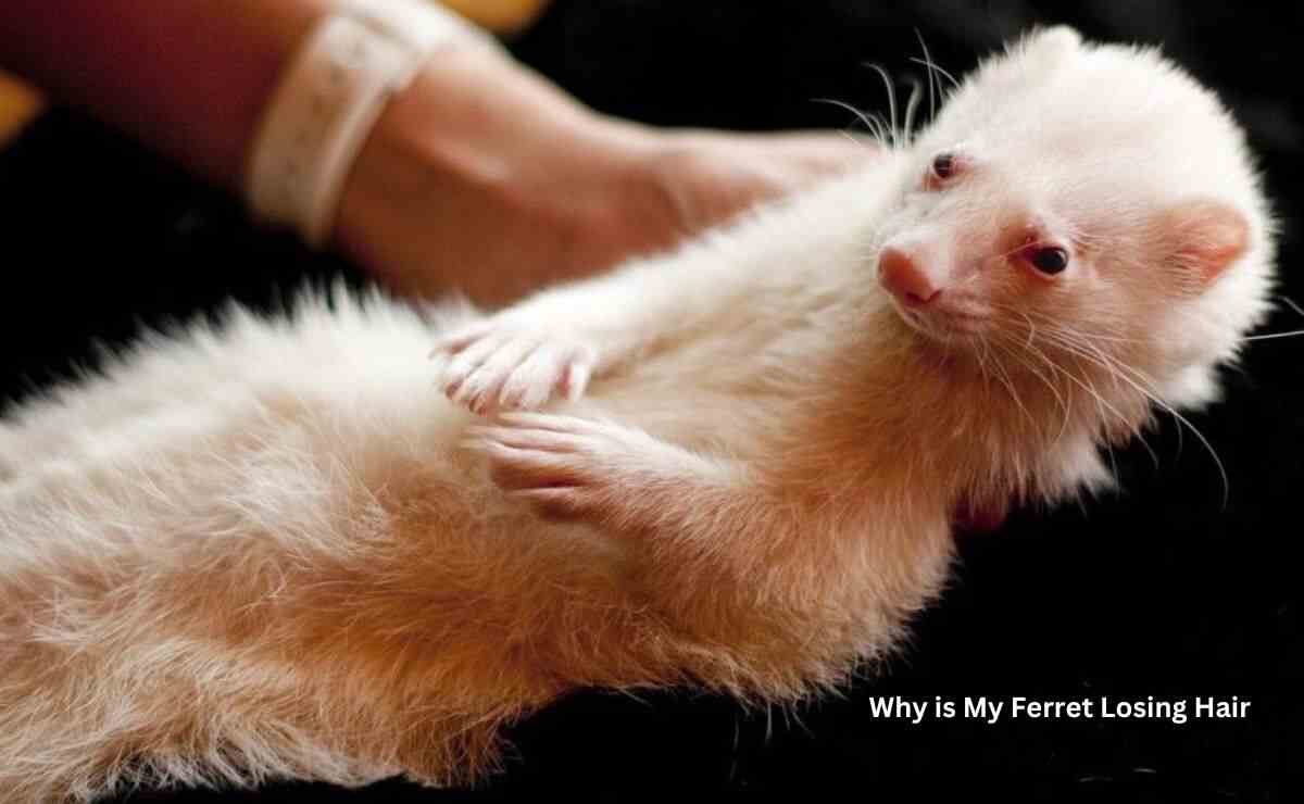 Why is My Ferret Losing Hair? Things to Take Care Ferret Adviser