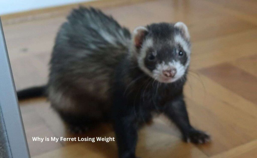 Why is My Ferret Losing Weight