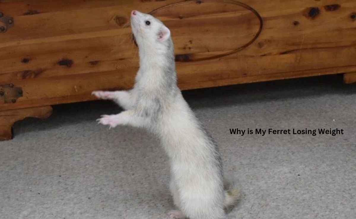 Why is My Ferret Losing Weight
