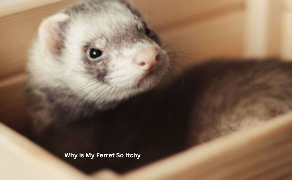 Why is My Ferret So Itchy
