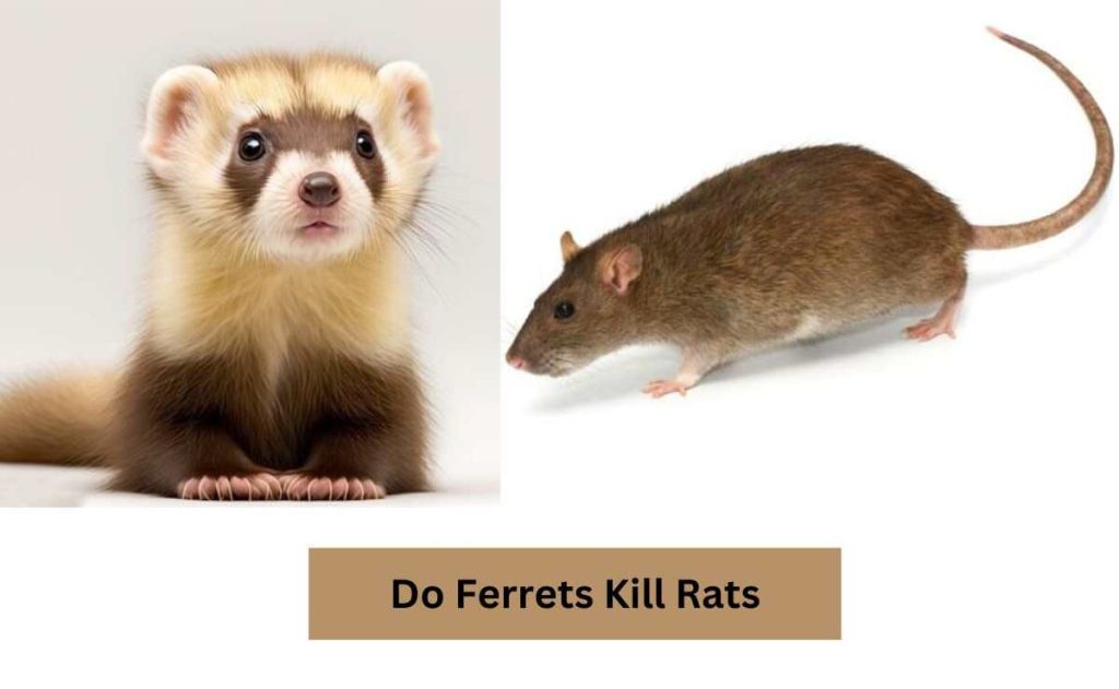 Do Ferrets Kill Rats
