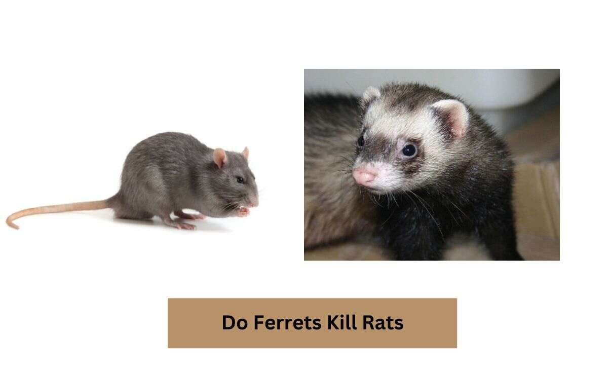 Do Ferrets Kill Rats
