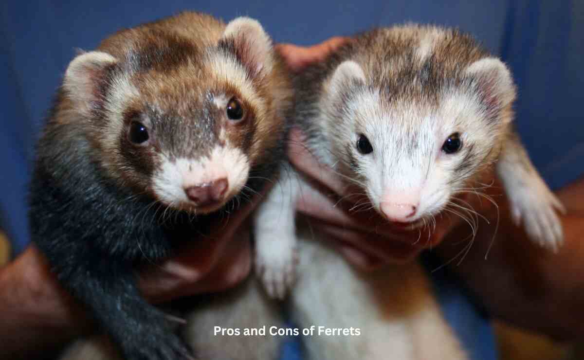 Pros and Cons of Ferrets