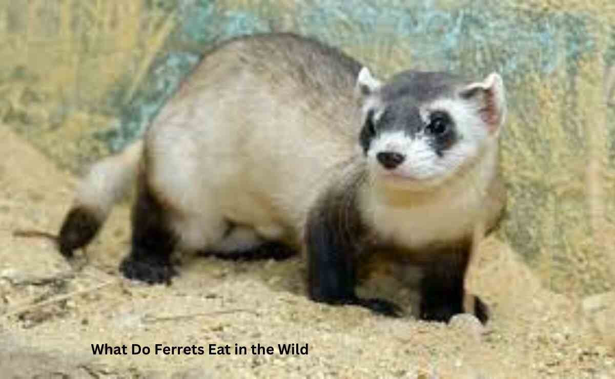 What Do Ferrets Eat in the Wild