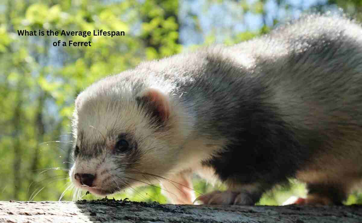 What is the Average Lifespan of a Ferret