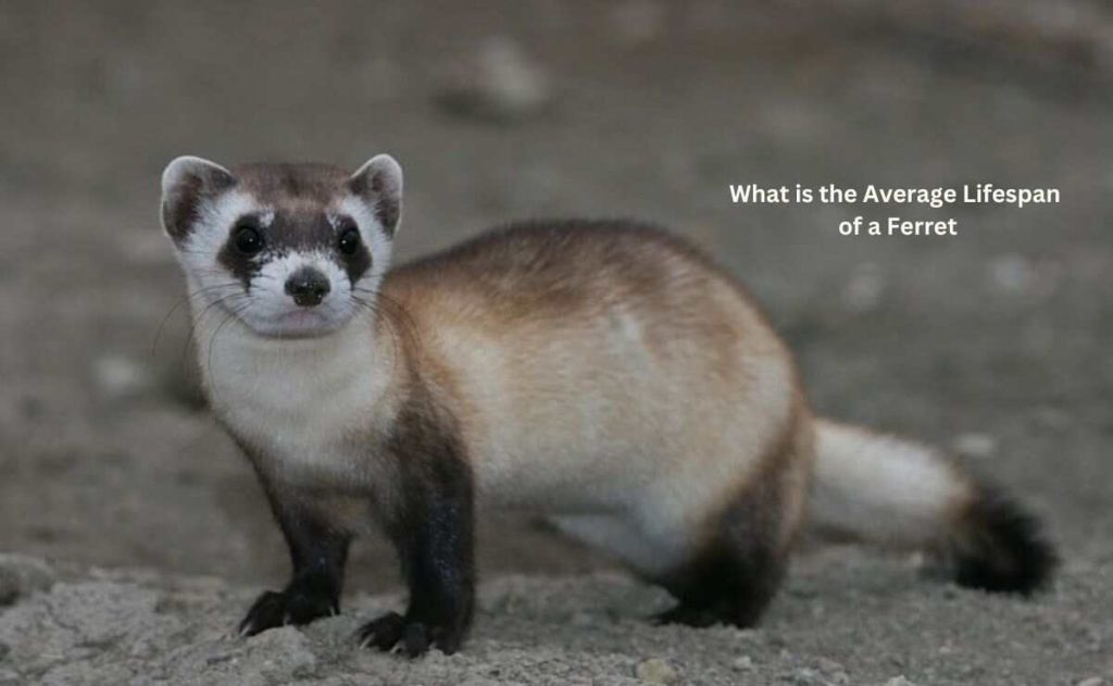What is the Average Lifespan of a Ferret