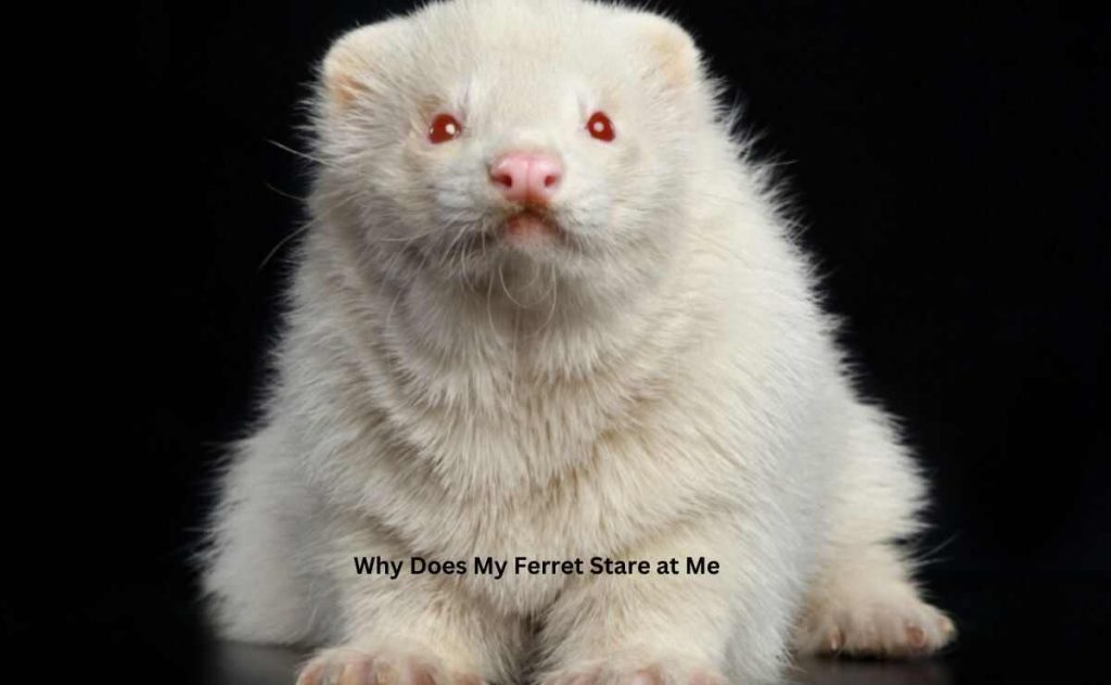 Why Does My Ferret Stare at Me