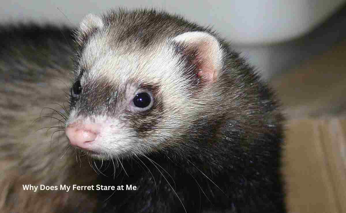 Why Does My Ferret Stare at Me