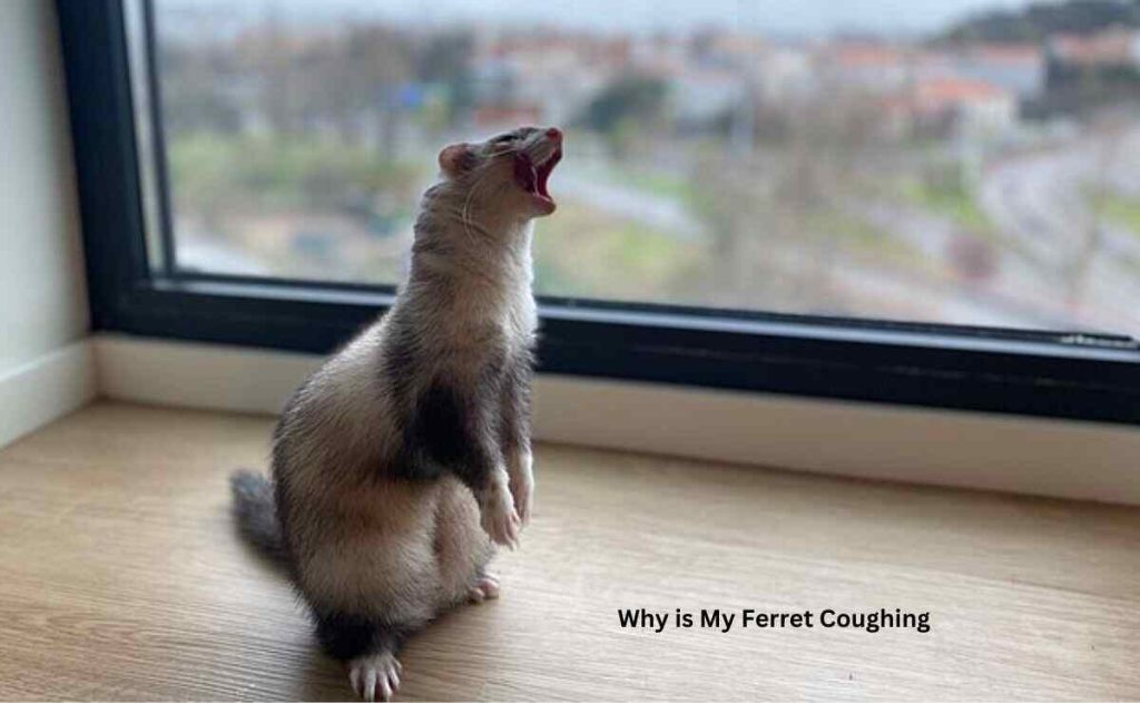 Why is My Ferret Coughing