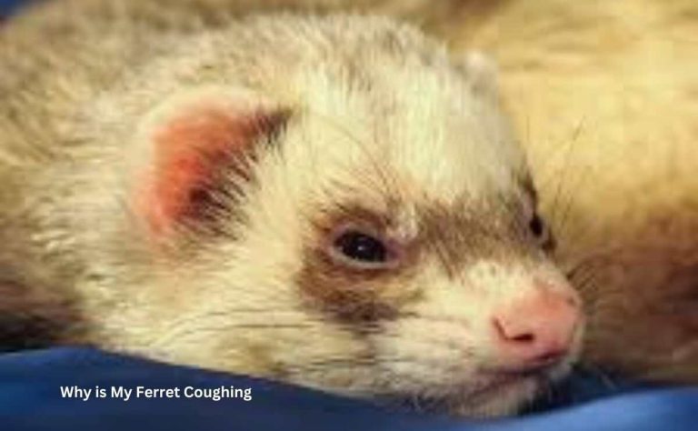 Why is My Ferret Coughing
