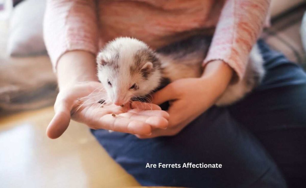 Are Ferrets Affectionate