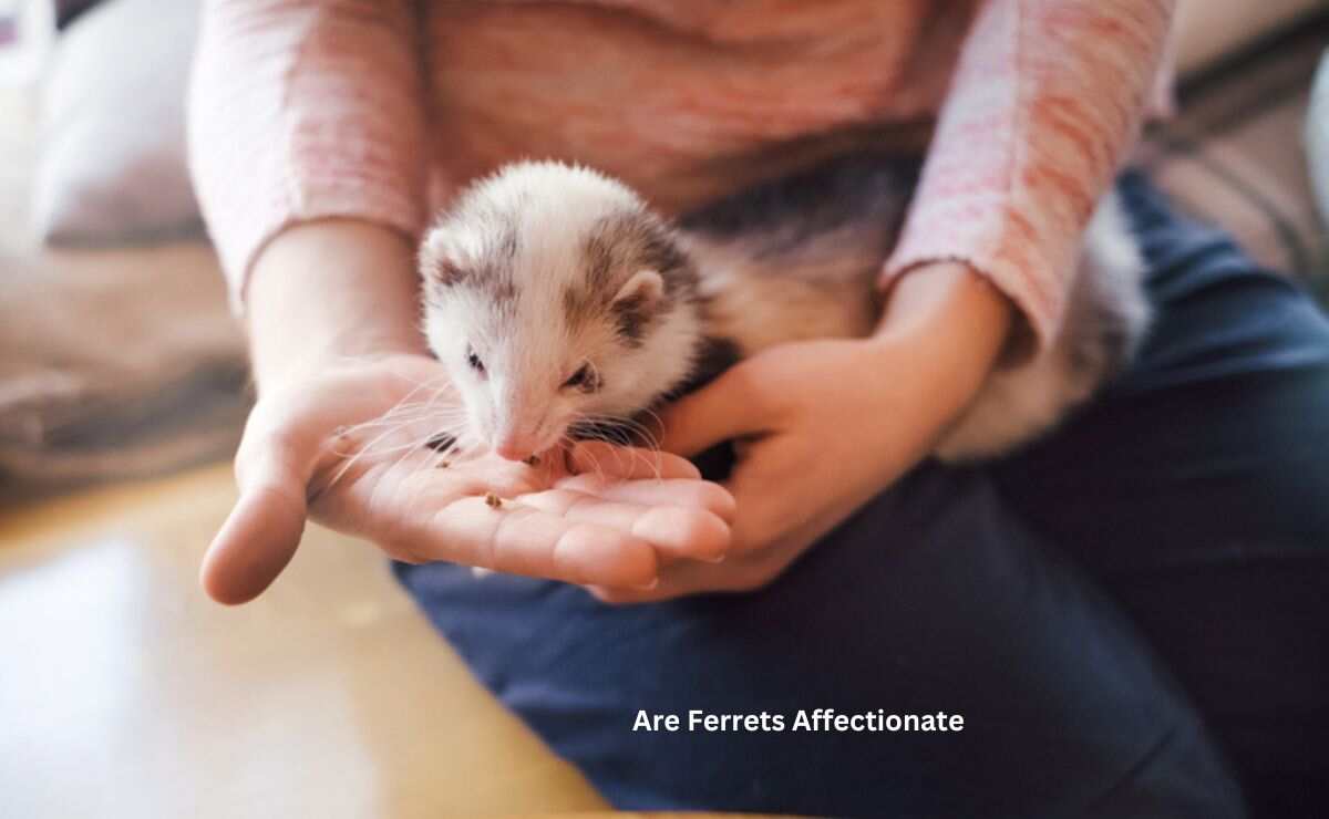 Are Ferrets Affectionate? Adorable Ferret Behavior Ferret Adviser
