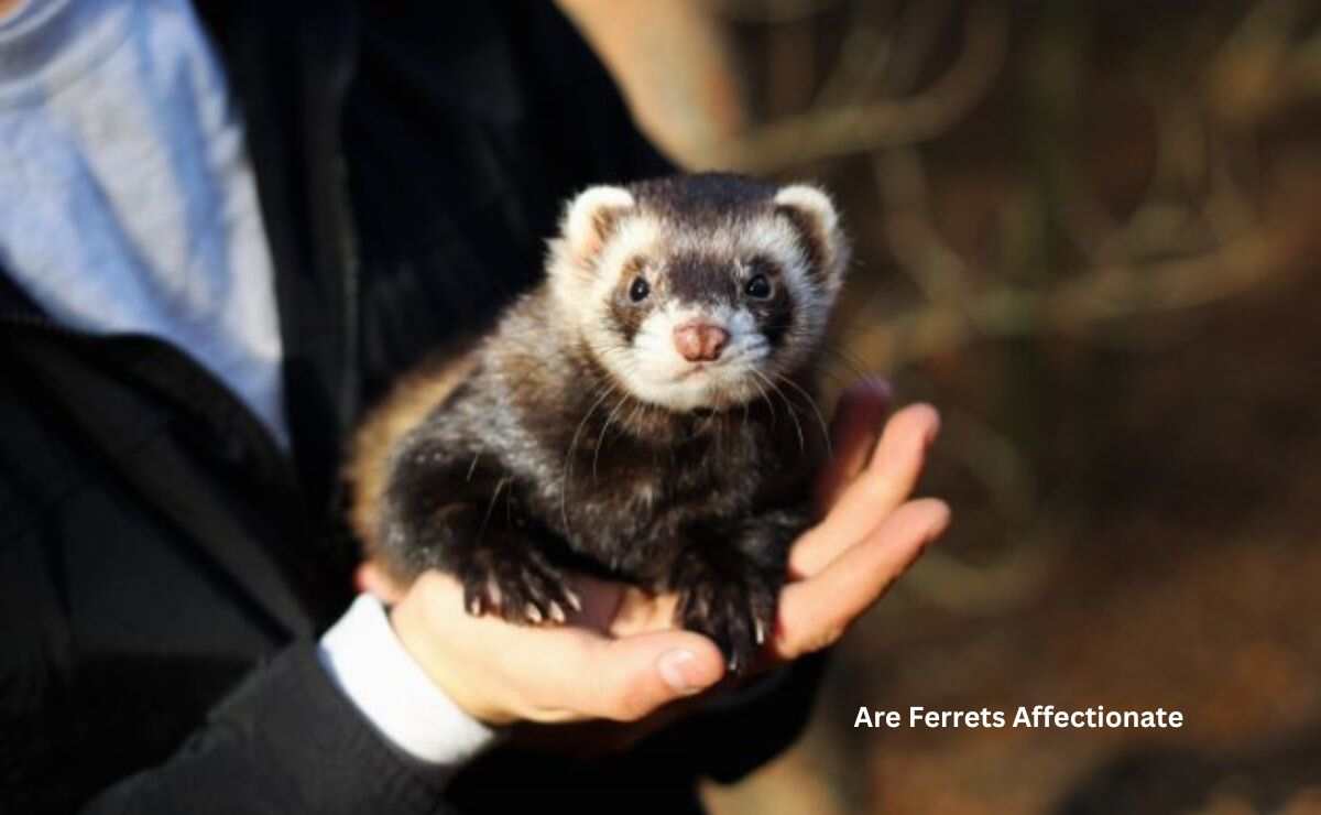 Are Ferrets Affectionate