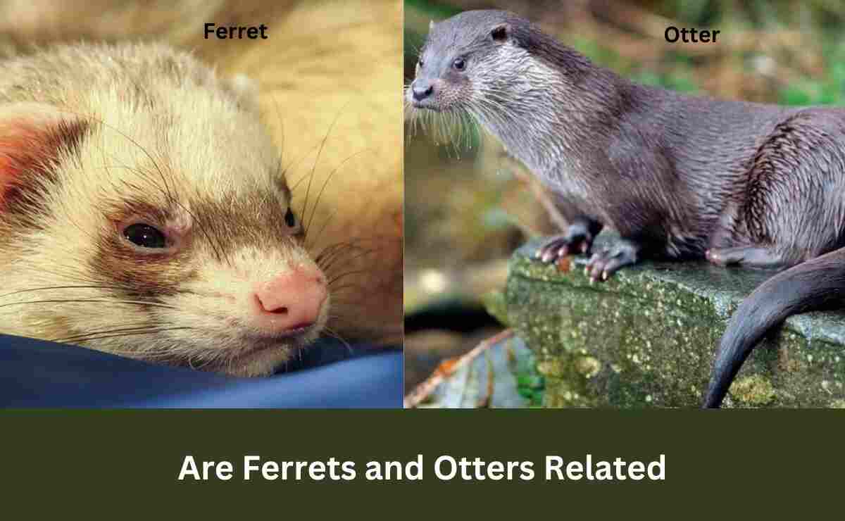 Are Ferrets and Otters Related? Know the Truth | Ferret Adviser