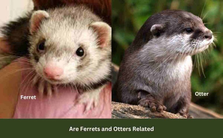 Are Ferrets and Otters Related