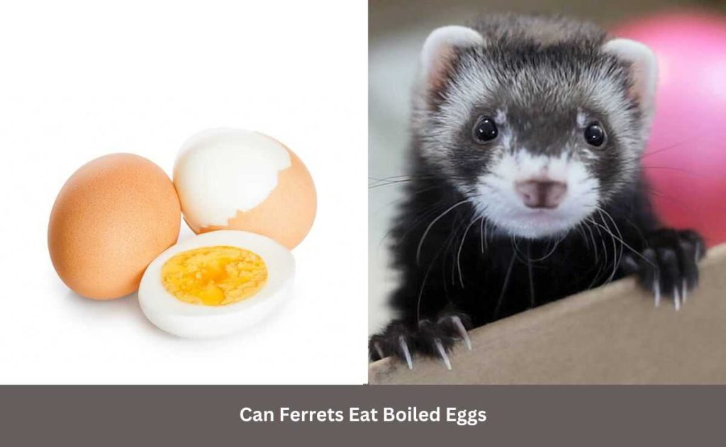 Can Ferrets Eat Boiled Eggs
