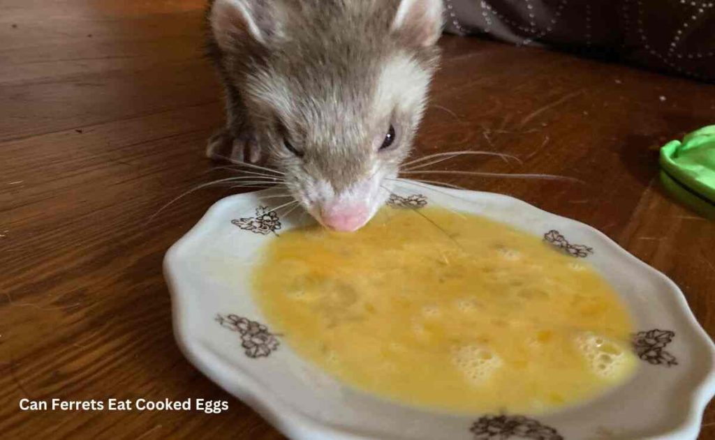 Can Ferrets Eat Cooked Eggs