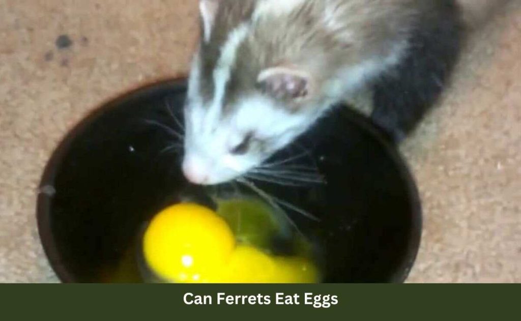 Can Ferrets Eat Eggs