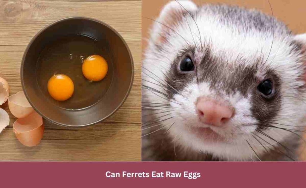 Can Ferrets Eat Raw Eggs